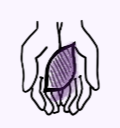 Hands holding a leaf